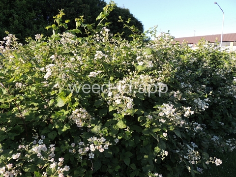 blackberry, Himalaya